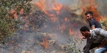 هيئة فلسطينية: 23 واقعة اعتداء وانتهاك خلال موسم الزيتون في 7 محافظات بفلسطين