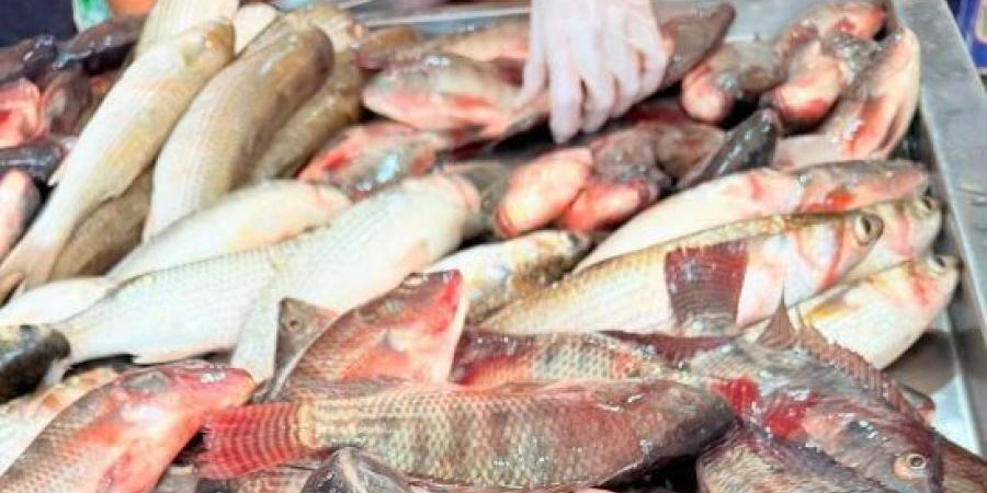 ضبط 41 طن أسماك مجمدة منتهية الصلاحية داخل ثلاجة غير مرخصة بـ الغربية :اليوم السابع