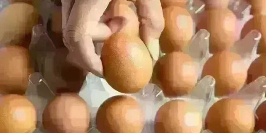 سعر كرتونة البيض في بورصة الدواجن وللمستهلك اليوم الخميس 22 أكتوبر 2026
