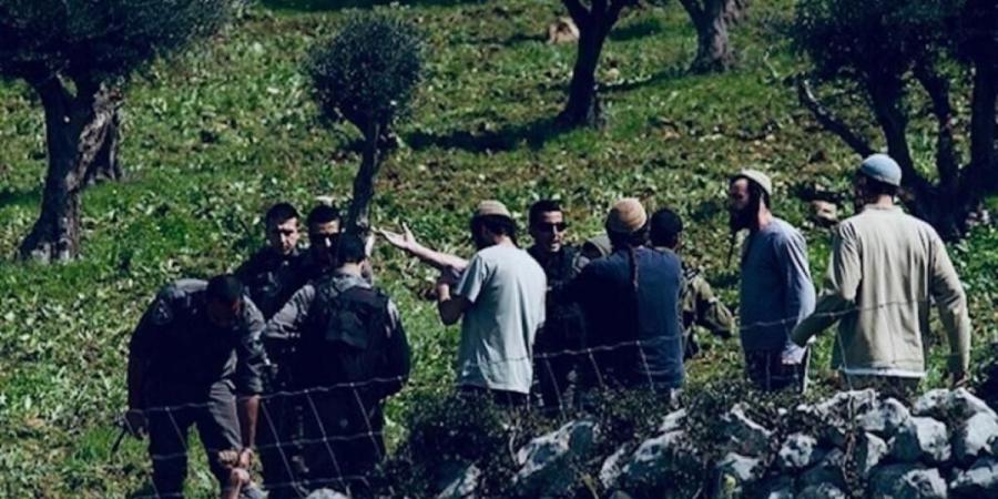مستوطنون يحرقون ويقطعون عشرات أشجار الزيتون في برقا شرق رام الله